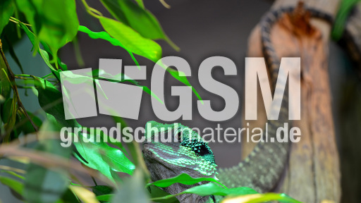 Australische Wasseragame (5).jpg